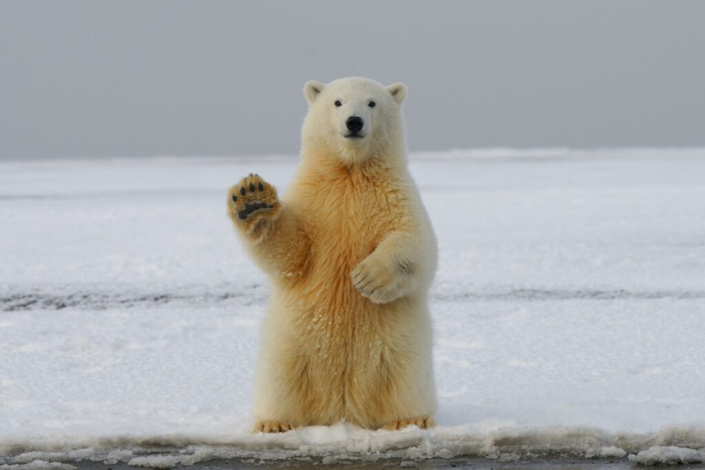 6 Fun Facts About Polar Bears Imaginary Junior